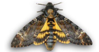 sphinx tête de mort 2